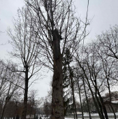 У парках Тернополя видалять аварійні дерева