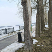 У парках Тернополя видалять аварійні дерева