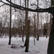 У парку Національного відродження видалять чотири аварійні берези