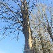 У парку Тараса Шевченка видалять три аварійні дерева