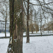 У Тернополі в парку Тараса Шевченка видалять аварійну вербу